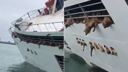 Video: operativo contrarreloj para salvar a más de 14 mil ovejas en un naufragio