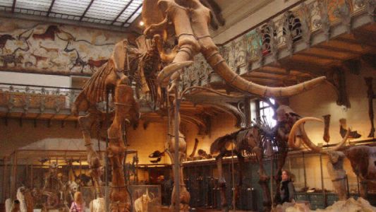 Insertan ADN de mamut en células de elefante