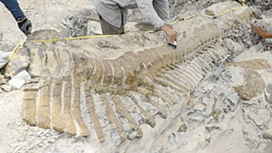 Hallan los restos del lambeosaurio más antiguo de Europa