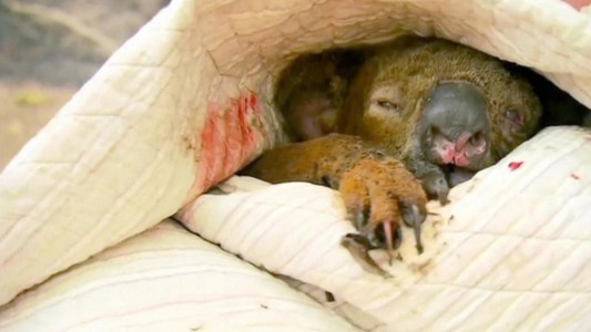 Dolor: murió el pequeño koala que había sido rescatado del fuego