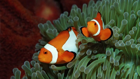 Nemo, en peligro: los riesgos de extinción del pez payaso por el cambio climático