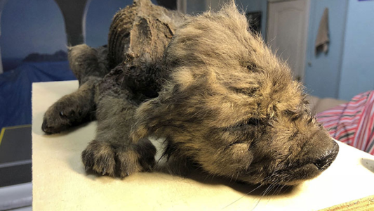 Hallaron un cachorro intacto de 18.000 años y no saben si es un perro o un lobo