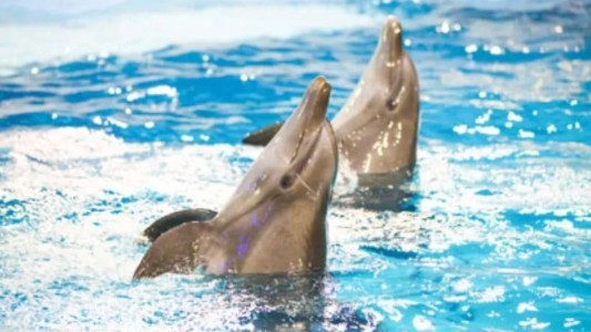 México: dos delfines enloquecidos atacaron y arrastraron a una nena