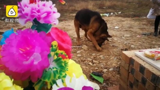 Video: el perro que intenta desenterrar a su dueño muerto
