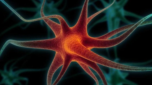 Estas son las neuronas que hacen que los hombres piensen en sexo