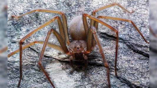 Descubrieron una nueva especie de araña "violinista"