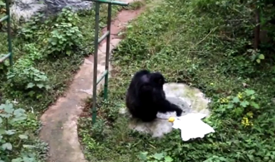 El divertido video de un chimpancé lavando la ropa de su cuidador