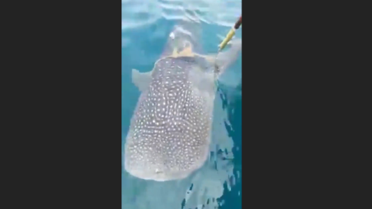 Pescadores rescatan a un tiburón ballena enredado con una cuerda