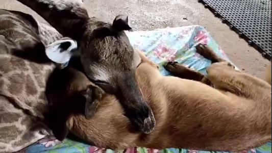 El perro que cuida a una jirafa bebé abandonada por su madre