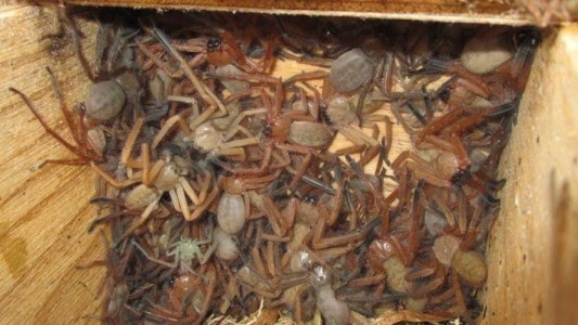 Foto aterradora: un cajón lleno de arañas gigantes que desconcierta a los científicos