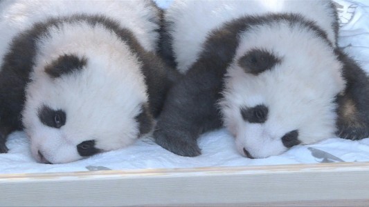 El zoo de Berlín presentó en sociedad a dos bebés pandas gemelos