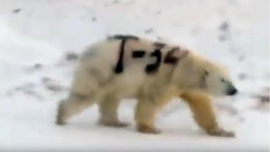 Revelaron el misterio sobre el oso polar con el lomo pintado con el nombre de un mítico tanque ruso