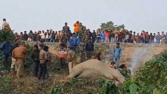 Una elefanta embarazada y su pareja mueren atropellados por un tren en India