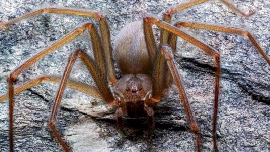 La temible araña venenosa: su mordida hace que se pudra la carne humana