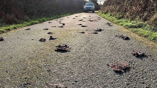Video aterrador: misterio por 300 pájaros muertos que cayeron en una ruta