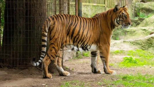 Una tigresa que vivía en el bioparque de La Plata vivirá en un santuario de Sudáfrica