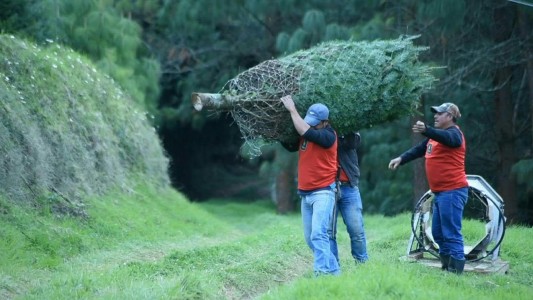 El árbol de navidad en peligro de extinción