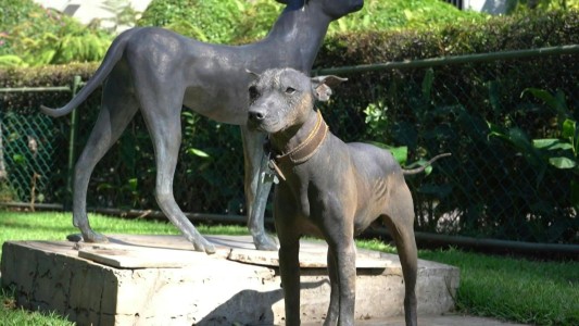 La raza de perros ancestrales que se convirtió en moda