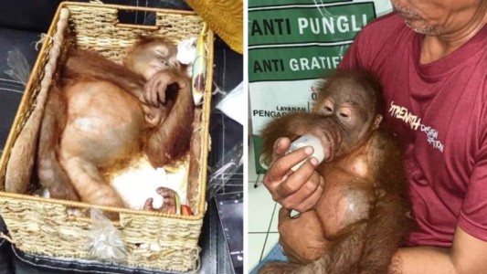 Orangután bebé drogado y escondido en equipaje: lo devuelven a la naturaleza