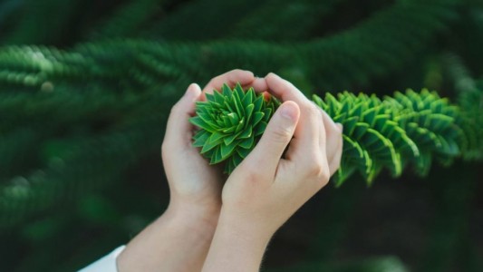 Científicos afirman que "las plantas gritan, pero los seres humanos no pueden escucharlas"
