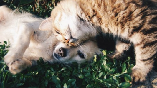 Consejos para proteger a las mascotas en las fiestas por el uso de la pirotecnia