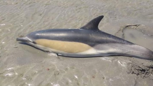 Nene salvó a un delfín que había encallado en Las Grutas