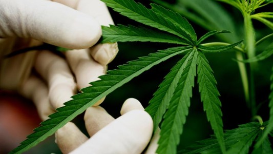 La propuesta del Gobierno para legalizar el consumo y autocultivo de marihuana: "Hay que estudiarlo bien"