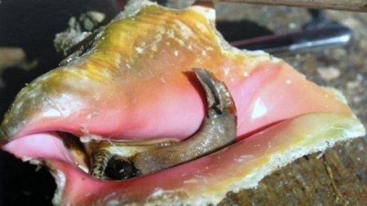 Incautan 130 kilos de lambis, un molusco en peligro de extinción