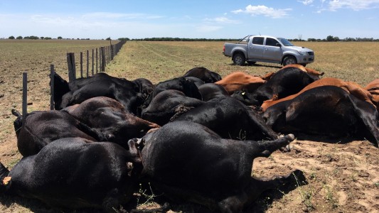 Video estremecedor: un rayo mató a 22 vacas en un campo de La Pampa