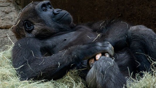 Fotos: la historia del gorila Anaka, que tiene una mano "casi humana"
