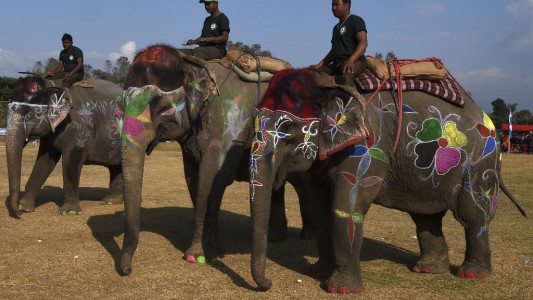 Críticas al festival de belleza de elefantes
