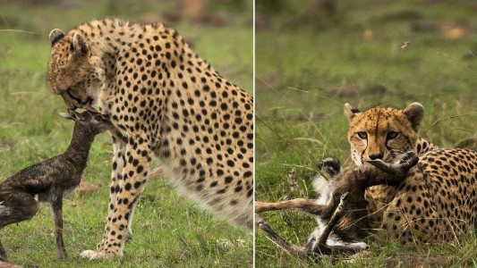 El beso de la muerte de una chita a una gacela bebé