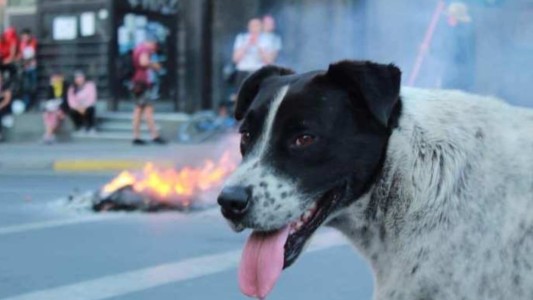 VIDEO: simularon una marcha para llevar un perro al veterinario