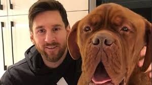 Foto: la imagen de Ciro Messi abrazando a Hulk, el perro gigante de Lionel Messi y Antonela Roccuzzo