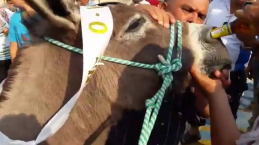 Video denuncia: obligaron a un burro a tomar cerveza por la nariz como "premio" por ganar una carrera