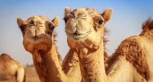 Sacrificarán unos 10 mil camellos en Australia porque "toman mucha agua"