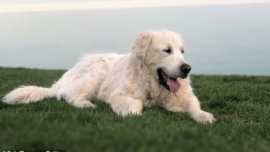 El hombre que grabó y subió a las redes sociales la última caminata de su perro antes de morir de cáncer