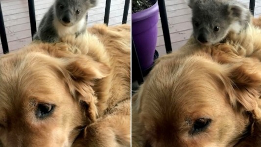 La historia de "Sasha", la perra que salvó a un koala bebé del fuego en Australia