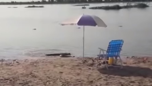 Alerta en el Litoral por aparición de anacondas: según especialistas, son inofensivas y piden cuidarlas