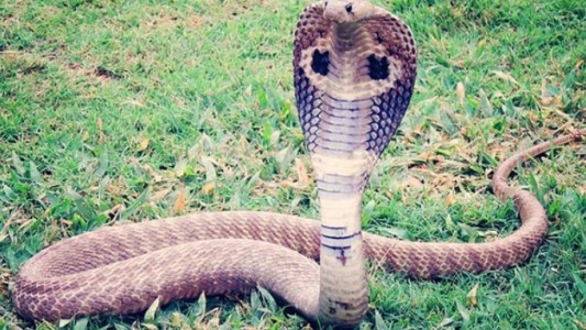 Espeluznante: esto es lo que sucede cuando una cobra se traga una botella de plástico