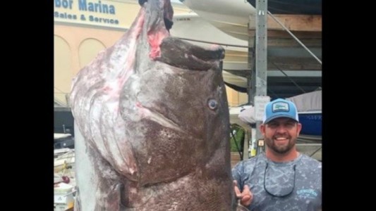 Pescaron un pez de 160 kilos, 50 años y en vías de extinción