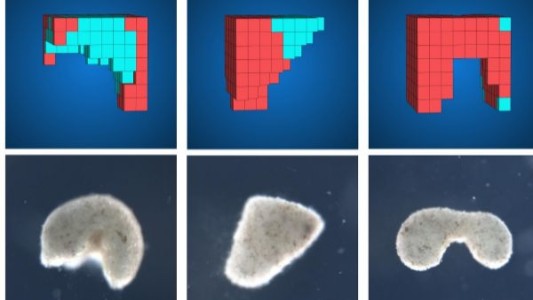 Científicos contruyeron los primeros "robots vivos"
