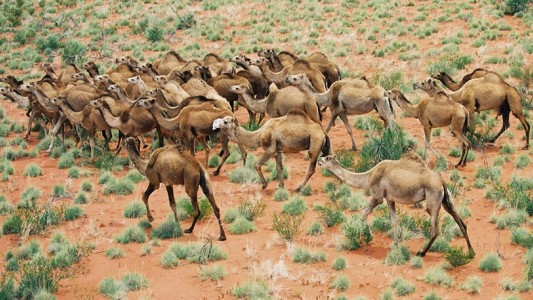 Sacrificaron 5.000 camellos en Australia para ahorrar agua