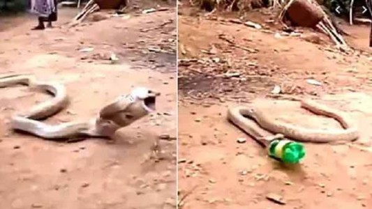 Video escalofriante: el momento en que una serpiente vomita una botella de plástico que se había tragado