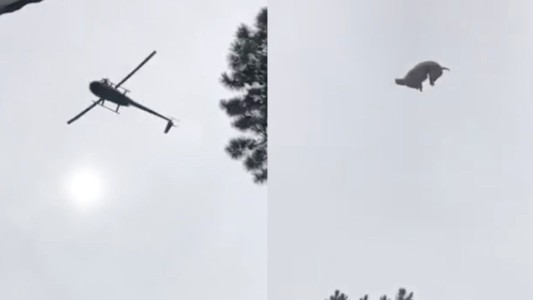 Indignante: tiraron un cerdo desde un helicóptero a la pileta de un reconocido empresario