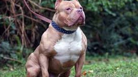 Una mujer usó su perro pitbull para matar a su ex novio