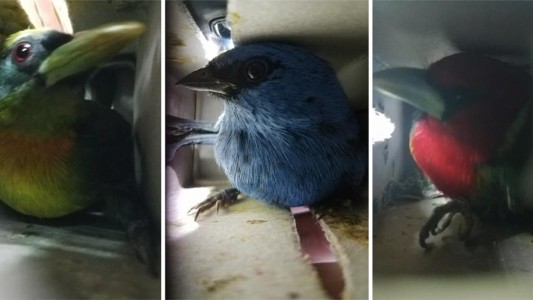 Detenido cuando intentaba subir al avión con 20 aves silvestres en la valija