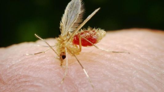 Preocupación en Entre Ríos por una mujer afectada por leishmaniasis: en qué consiste la grave enfermedad