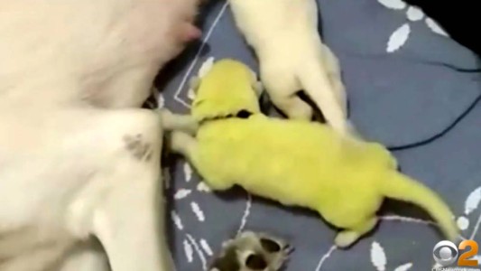 ¿El perro de Hulk?: la extraña razón por la que un cachorro nació teñido de verde