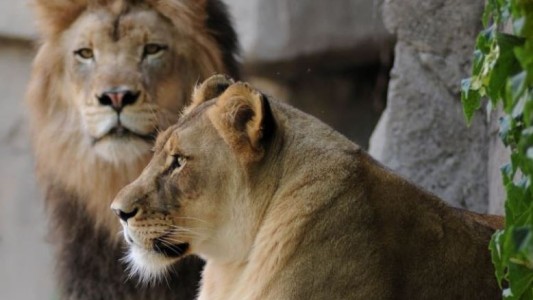 Luto en el zoo: una leona se quitó la vida luego de que sacrificaran al león